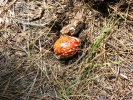 PICTURES/Lava River Cave/t_Mushroom - Spotted Orange1.JPG